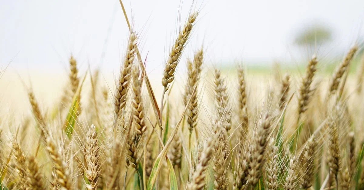 Primer plano de espigas de trigo maduras en un campo soleado, que muestra la abundancia agrícola.