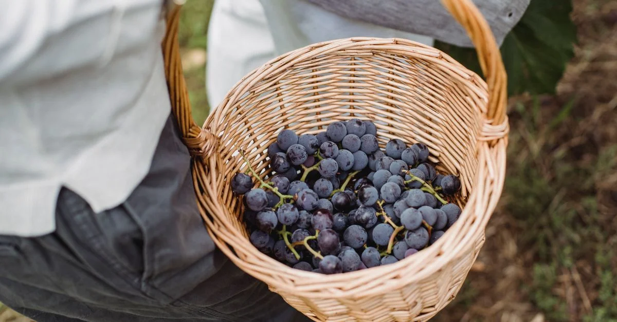 Primer plano de uvas recién cosechadas en una cesta de mimbre en un viñedo. Perfecto para temas relacionados con el vino.