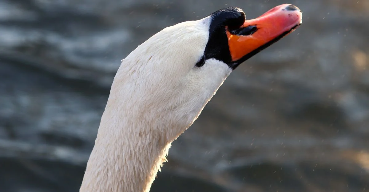 Photo en gros plan détaillée de la tête d'un cygne muet avec un bec orange vif et des plumes blanches.