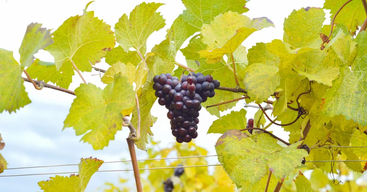 Acercamiento de uvas maduras colgando de la vid rodeadas de exuberantes hojas verdes en un viñedo.